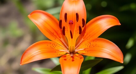 Vibrant Orange Lily Blossom Displaying Intricate Details in Natural Light.