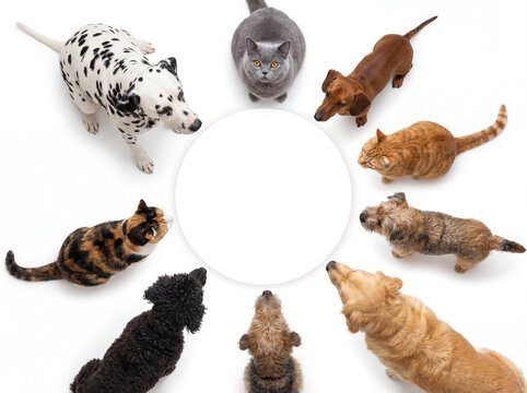 Group of cats and dogs sitting in circle looking up at round copy space, white background, pet teamwork and friendship concept.