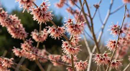 Pinkish-red flower clusters on branches