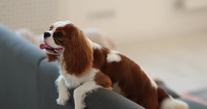 Playful Cavalier King Charles Spaniel dog on sofa at home