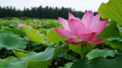 Obraz premium Beautiful pink lotus flower in full bloom