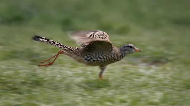 A roadrunner bird on a golf course