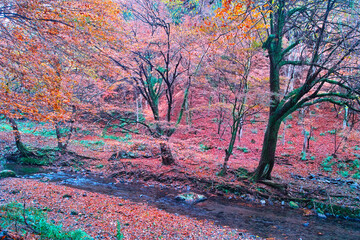 京都市左京区、紅葉で色ずく貴船川の景観
