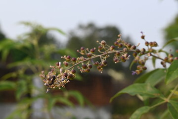 Vitex negundo fruits.  Its other name Chinese chaste tree, five leaved chaste , horseshoe vitex, nisinda and Nirgundi. It is a large aromatic shrub. It is an Ayurvedic medicine.