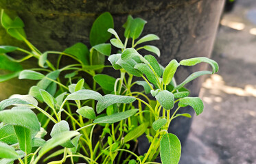 Sage branch green leaves on nature background.