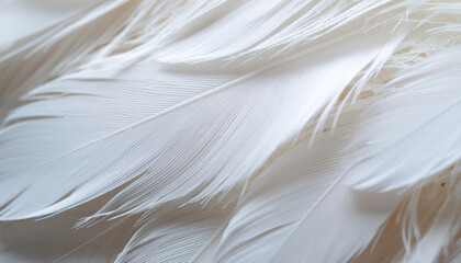 A close-up macro photograph showcasing the delicate texture and intricate details of white feathers.