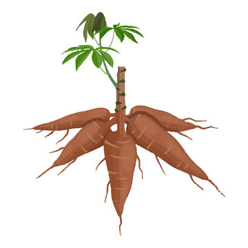 image of cassava