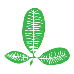 Tropical leaf icon on white background, Botanical poster design element, Tropical leaf silhouette, Exotic jungle leaf, Exotic plant foliage symbol