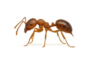 Fototapeta premium Little red ant showing profile view of its body, standing isolated on a transparent background, macro detail