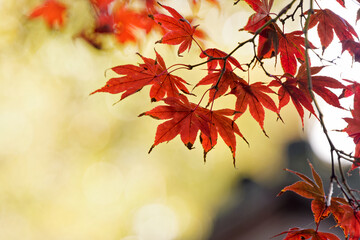 Crimson in the Light