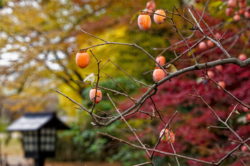Persimmons and Passing Time