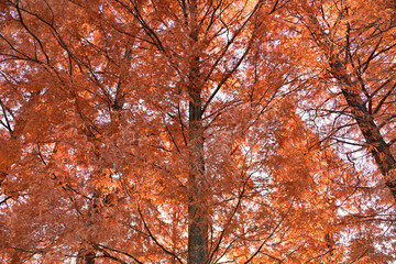 紅葉したメタセコイア