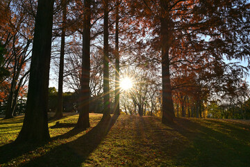 紅葉したメタセコイア