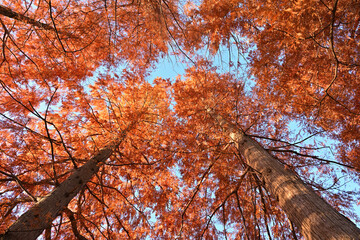 紅葉したメタセコイア