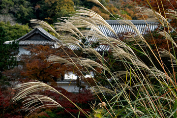 Where the Grasses Sway