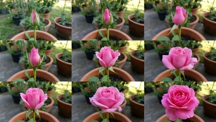 Close-up of Pink Rose Flower in Garden.