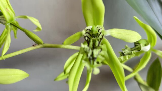 Video of the Black orchid (coelogyne pandurata) with its characteristic black labellum (flower tongue) with hairy green lines, while the flower petals are light green.