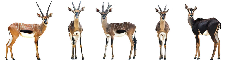 A stunning display of five distinct gazelle species standing in a row against a clean white background. their unique features and colors. ideal for educational or wildlife-related content