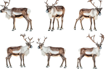 A group of six majestic reindeer with impressive antlers standing gracefully against a clean white background. their natural beauty and elegance. ideal for wildlife photography and nature conservation