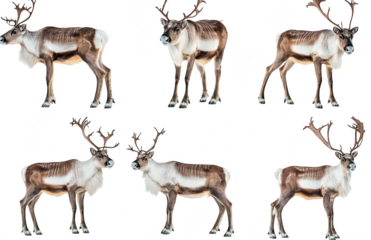 A group of six majestic reindeer with impressive antlers standing gracefully against a clean white background. their natural beauty and elegance. ideal for wildlife photography and nature conservation