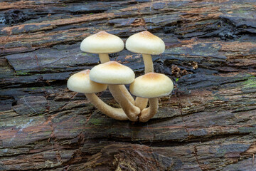 Hypholoma is a genus of fungi that is quite well known due to the commonness of the sulphur tuft (Hypholoma fasciculare) on stumps in temperate woodlands