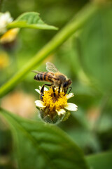 Bee pollinating the flower
