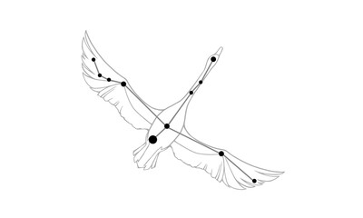 Fototapeta premium 白鳥座のモノクロ線画イラスト