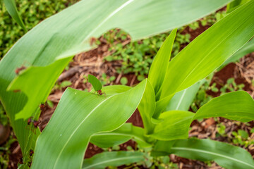 Fototapeta premium Ants cutting corn leaves; Ants working; Ants attacking a cornfield.