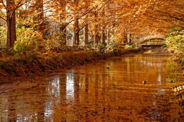 Where Autumn Flows