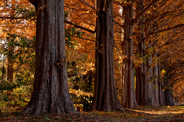 Avenue of Autumn Light