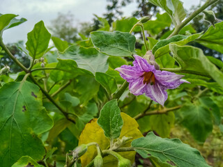 Natural eggplant flower in agriculture 