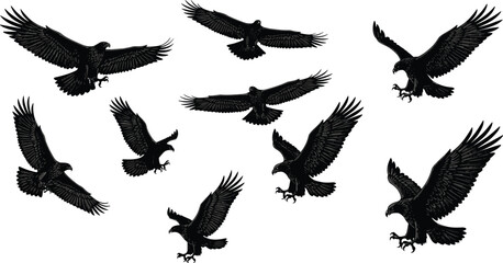 Flying eagle silhouette collection, black bird of prey poses with spread wings, wildlife nature vector illustration, isolated on white background