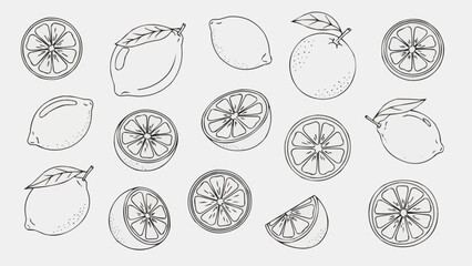 Collection of Hand Drawn Citrus Fruits and Slices.