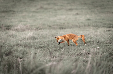 Obraz premium Fox or cub crossing field looking for grubs or bugs to eat