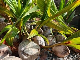 Mature coconuts and seedlings on the ground, this image captures the early stage of a coconut palm's life, symbolizing nature, growth, and sustainable tropical agriculture.