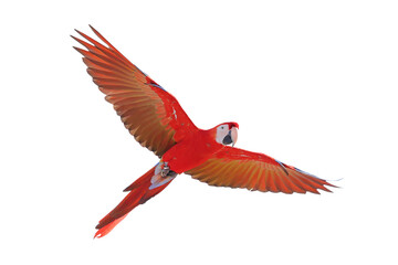 Colorful flying Scarlet Macaw parrot isolated on transparent background png file	