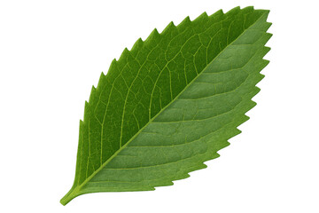 Obraz premium Fresh green leaf isolated on transparent background showcasing natural texture and vibrant growing ecology