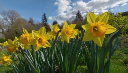 Obraz premium Cheerful and vibrant scene of bright yellow daffodils in full bloom within a garden, surrounded by lush greenery.