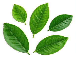Five vibrant green citrus leaves isolated on white