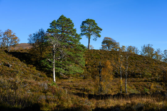 Scottish Pine Trees on a ridgeline in Scots Pine Forest in Glen Affric National Nature Reserve, birch trees in golden fall color, Scottish Highlands, Scotland, UK
