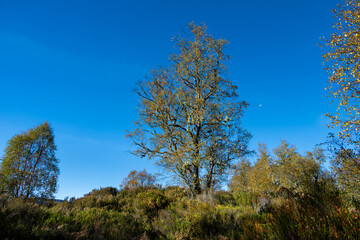 Birch tree in golden fall color with Witch's-hair Lichen draping from the branches, Glen Affric National Nature Reserve, moon in background, Scottish Highlands, Scotland, UK

