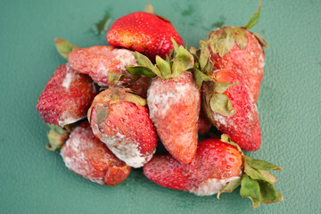 Rotting strawberries on green surface in bright daylight