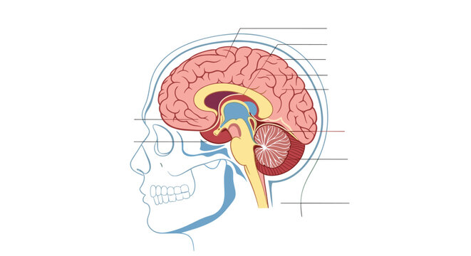 Labeled medical illustration of a sagittal cross-section of the human head, showing the major parts of the brain and skull.