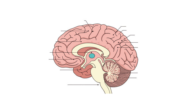 Detailed anatomical illustration of the human brain in a sagittal cross-section view with unlabeled parts for medical or scientific study.