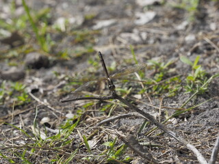 Libellulidae in Belize ベリーズのトンボ