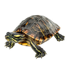 Obraz premium A turtle with striking yellow and black markings gracefully moving across a smooth surface. its natural beauty against a soft. blurred background
