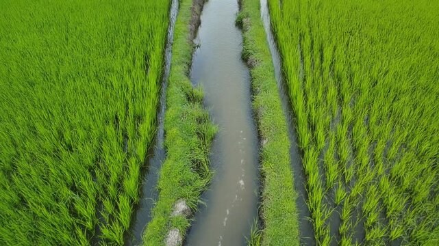 Freshly Roasted Coffee Beans in Industrial Cooler Machine