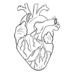 Anatomical Human Heart Outline, Hatched and Colorful Illustration