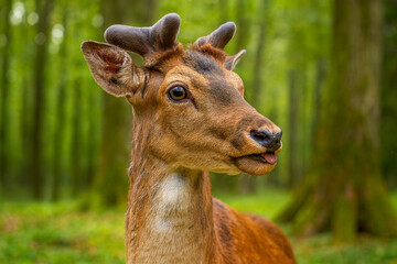 Deer in the wild: A majestic deer with impressive antlers stands proudly in its natural habitat, surrounded by a lush forest, showcasing the beauty and serenity of the natural world.