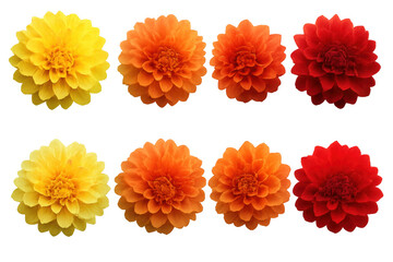 Colorful dahlia flowers set on transparent background showcasing vibrant yellow, orange, and red blossoms